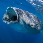 Ein Walhai von vorn knapp unter der Oberfläche, das Maul weit geöffnet, um Plankton zu filtern, die graue Haut weiß getupft, in tiefblauem Wasser
