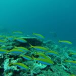Ein Schwarm Füsiliere mit leuchtend gelbem Rücken und blauen Flanken zieht über ein Hartkorallenriff, in grünem Wasser