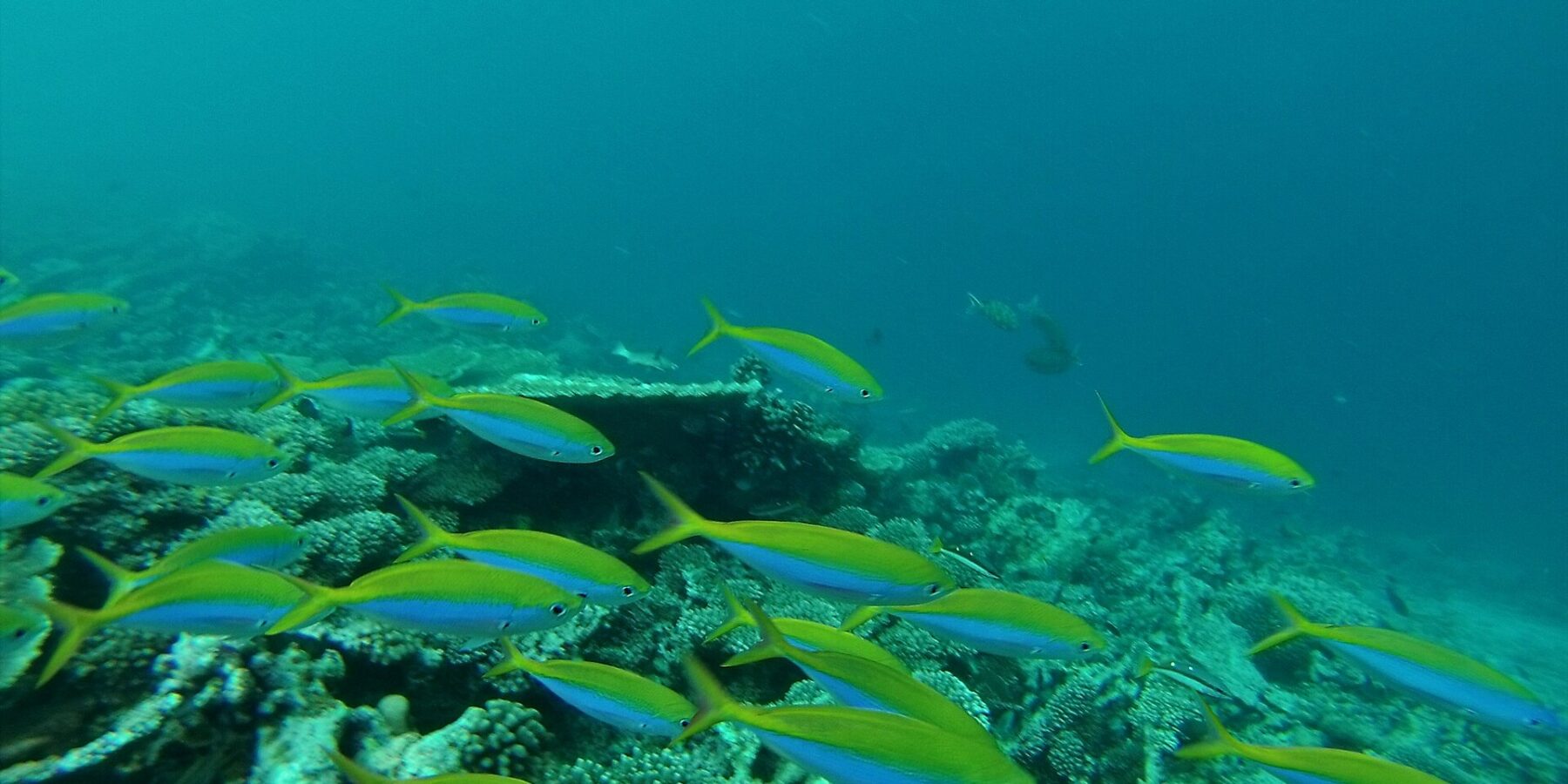 Ein Schwarm Füsiliere mit leuchtend gelbem Rücken und blauen Flanken zieht über ein Hartkorallenriff, in grünem Wasser
