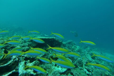 Ein Schwarm Füsiliere mit leuchtend gelbem Rücken und blauen Flanken zieht über ein Hartkorallenriff, in grünem Wasser