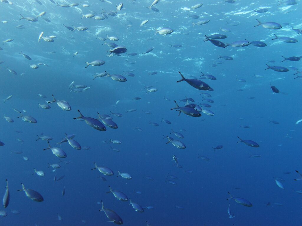 Ein Schwarm silbrig blauer Füsiliere schwimmt im Freiwasser unter der Oberfläche, die tief gegabelten Schwanzflossen mit dunklen Spitzen