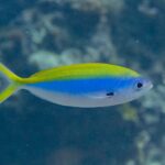 Ein Gelbrücken-Füsilier im Profil, der spindelförmige Körper oben gelb, in der Mitte leuchtend blau und unten weiß, die gelbe Schwanzflosse tief gegabelt und ein schwarzer Fleck an der Basis der Brustflosse