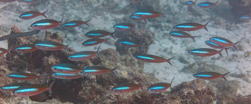 Ein Schwarm Füsiliere mit rotbraunem Körper und einem elektrisch blauen Band schwimmt über Riff und Sand, die gegabelten Schwanzflossen dunkel gesäumt