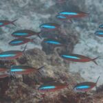 Ein Schwarm Füsiliere mit rotbraunem Körper und einem elektrisch blauen Band schwimmt über Riff und Sand, die gegabelten Schwanzflossen dunkel gesäumt