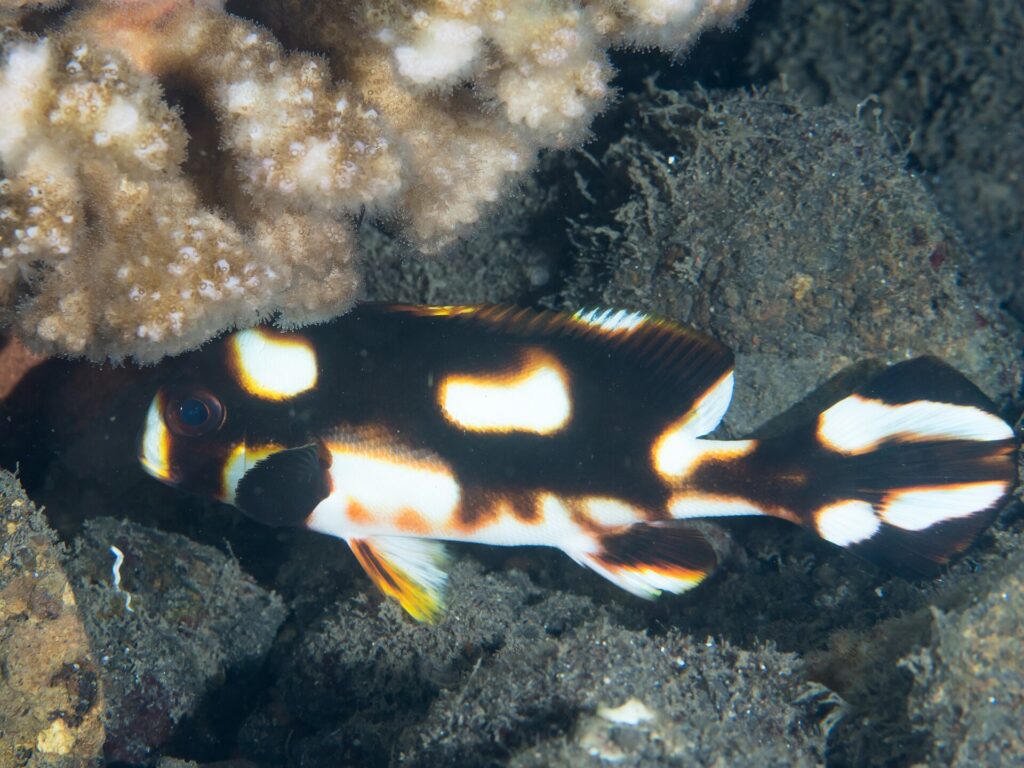Eine junge Orientalische Süßlippe unter einer Koralle, der Körper braunschwarz mit großen, orange umrandeten weißen Flecken, die Brustflosse schwarz