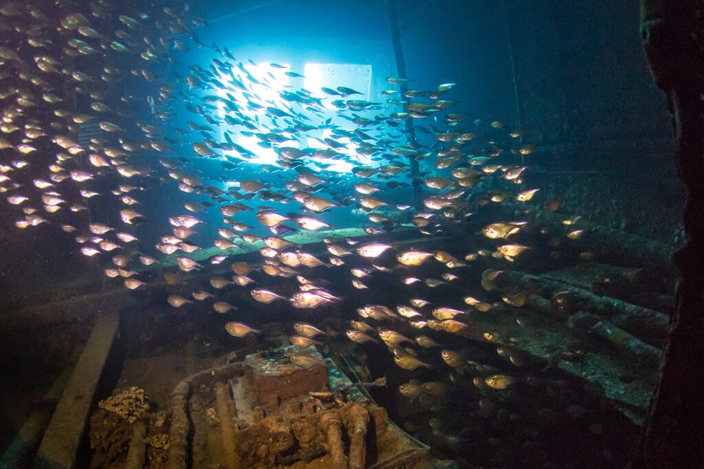 Ein Schwarm kleiner silberner Fische füllt einen Raum der Giannis D, im Gegenlicht einer Öffnung, über einer bewachsenen Maschine