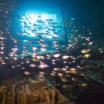 Ein Schwarm kleiner silberner Fische füllt einen Raum der Giannis D, im Gegenlicht einer Öffnung, über einer bewachsenen Maschine