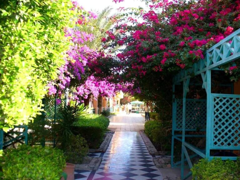 Ein schwarz-weiß gekachelter Weg unter blühenden Bougainvilleen