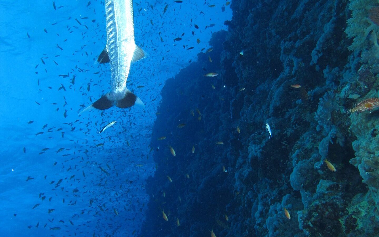 Ein Großer Barrakuda steht senkrecht an der Steilwand des Elphinstone Reef, inmitten einer Wolke kleiner Fische