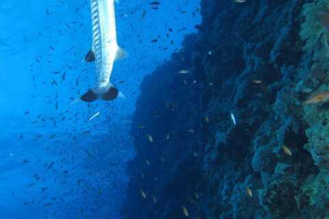 Ein Großer Barrakuda steht senkrecht an der Steilwand des Elphinstone Reef, inmitten einer Wolke kleiner Fische