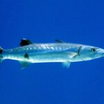 Ein Großer Barrakuda im Profil im blauen Freiwasser, Kopf rechts: langer, silberner Körper, einige verstreute schwarze Flecken auf den unteren Flanken, zwei weit auseinanderstehende Rückenflossen, vorstehender Unterkiefer und dunkle, gegabelte Schwanzflosse mit weißen Spitzen.
