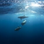 Drei Große Tümmler schwimmen hintereinander unter der Oberfläche in tiefem Blau, grau, mit kurzem Schnabel und nach hinten gebogener Rückenflosse, im Sonnenlicht, das durch die Wellen fällt
