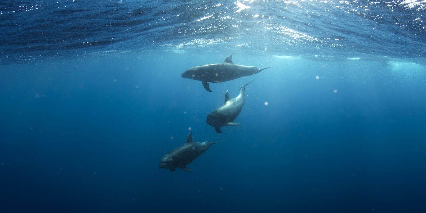 Drei Große Tümmler schwimmen hintereinander unter der Oberfläche in tiefem Blau, grau, mit kurzem Schnabel und nach hinten gebogener Rückenflosse, im Sonnenlicht, das durch die Wellen fällt