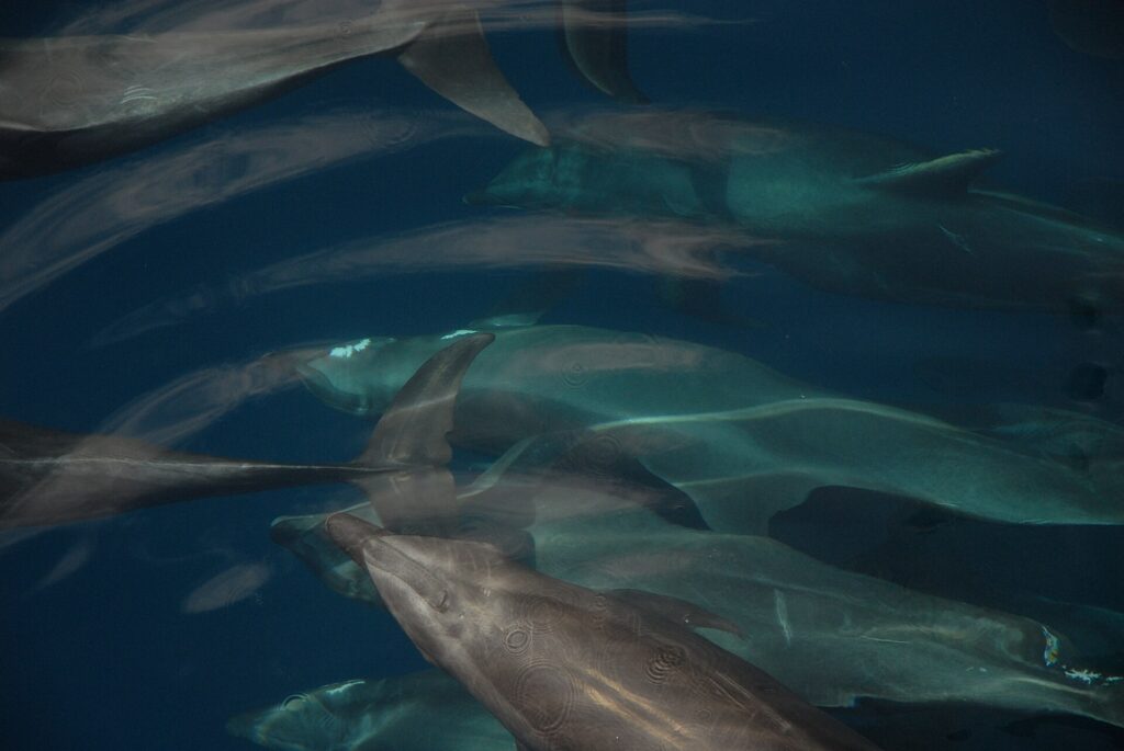 Mehrere Große Tümmler schwimmen in einer dichten Gruppe knapp unter der Oberfläche, von oben gesehen, grau vor dunkelblauem Grund, Rückenflossen und kurze Schnäbel gut sichtbar