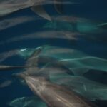Mehrere Große Tümmler schwimmen in einer dichten Gruppe knapp unter der Oberfläche, von oben gesehen, grau vor dunkelblauem Grund, Rückenflossen und kurze Schnäbel gut sichtbar