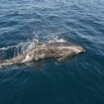 Ein grauer Großer Tümmler taucht neben einem Boot in einer Gischtfontäne auf, Kopf rechts: kurzer Schnabel, gerundete Stirn und Rückenflosse; links schwimmt ein zweiter Delfin unter Wasser