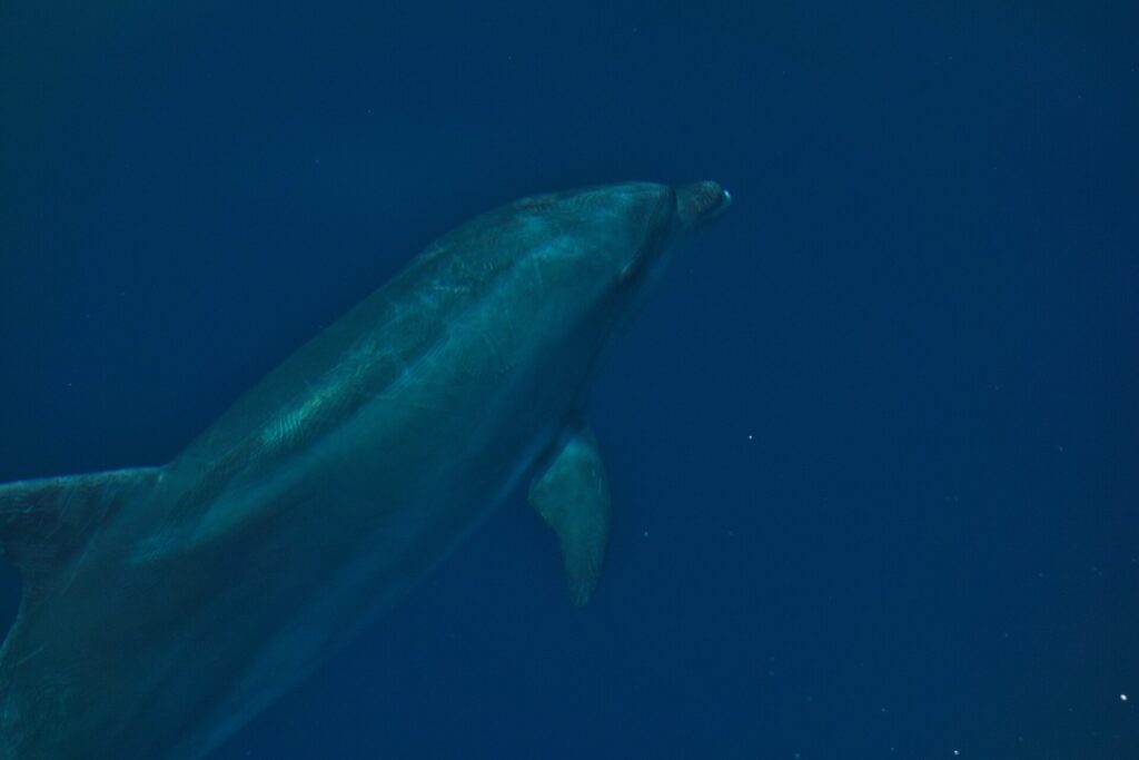 Ein Großer Tümmler aus der Nähe unter Wasser, schräg von unten: der kurze, dicke Schnabel unter der gewölbten Stirn, die Brustflosse und die graue Haut mit feinen Kratzern