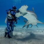 Ein Taucher steht auf dem Sand und legt seine behandschuhte Hand auf den Kopf eines Großen Hammerhais, der sich mit offenem Maul aufbäumt, weißer Bauch und breiter Hammer gut zu sehen