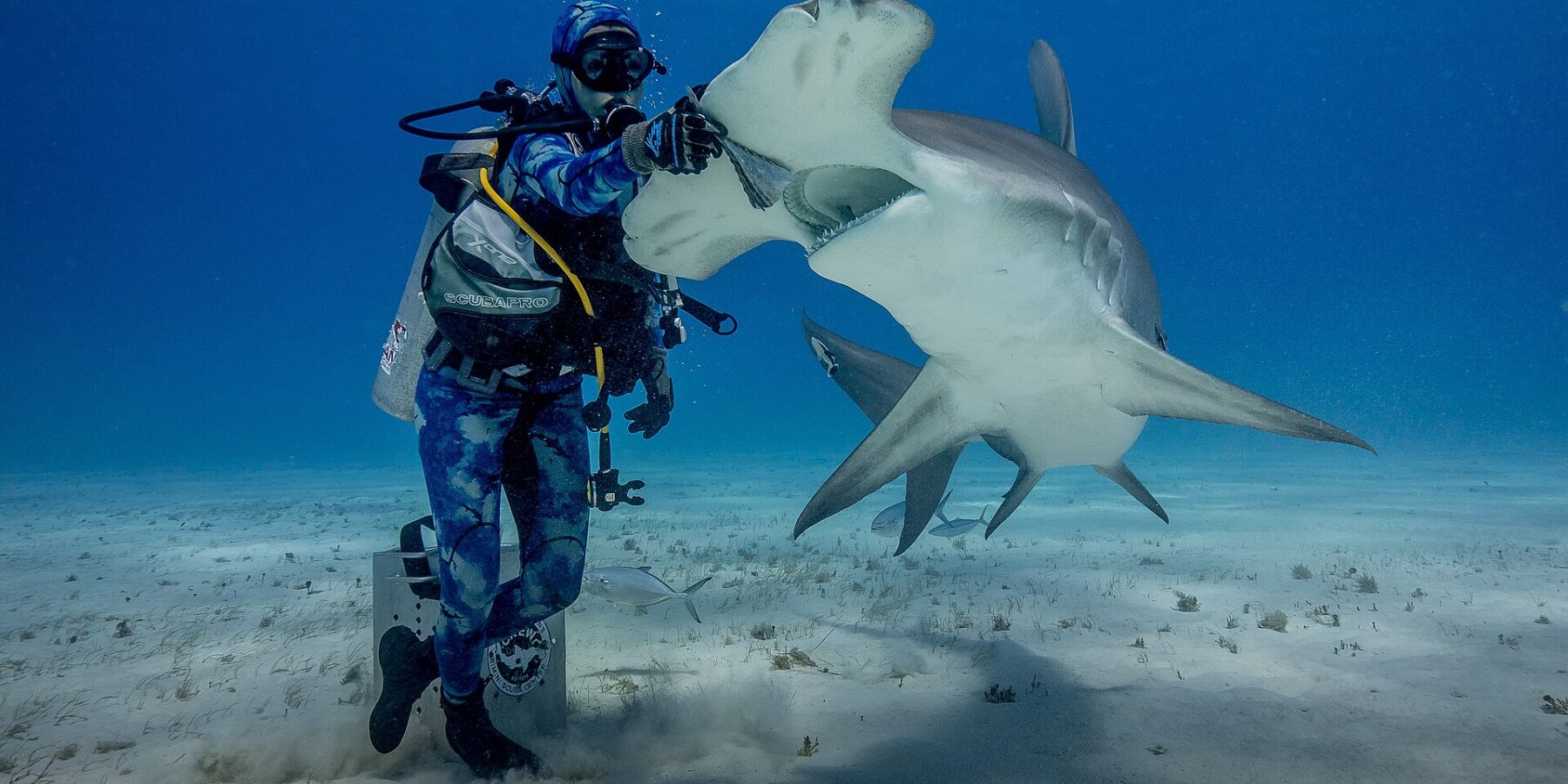 Ein Taucher steht auf dem Sand und legt seine behandschuhte Hand auf den Kopf eines Großen Hammerhais, der sich mit offenem Maul aufbäumt, weißer Bauch und breiter Hammer gut sichtbar