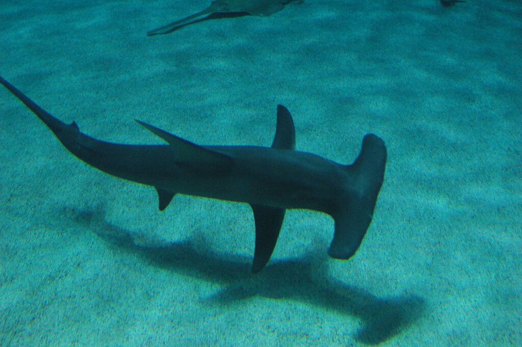 Ein Großer Hammerhai, von oben gesehen, schwimmt dicht über Sandgrund, auf dem sich sein Schatten abzeichnet, die hohe, sichelförmige Rückenflosse gut sichtbar