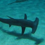 Ein Großer Hammerhai, von oben gesehen, schwimmt dicht über Sandgrund, auf dem sich sein Schatten abzeichnet, die hohe, sichelförmige Rückenflosse gut sichtbar