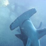 Ein Großer Hammerhai von unten gesehen, der breite, fast gerade Hammerkopf im Vordergrund, die Brustflossen ausgebreitet, in blauem Wasser