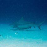 Ein grauer, gedrungener Bullenhai im Profil schwimmt dicht über einem weißen Sandgrund mit Algenbüscheln, darüber dunkles Blau