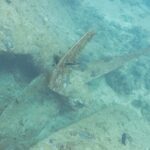 Ein mit Bewuchs bedecktes Blatt der Schraube der Thistlegorm, auf dem Sand neben dem Rumpf