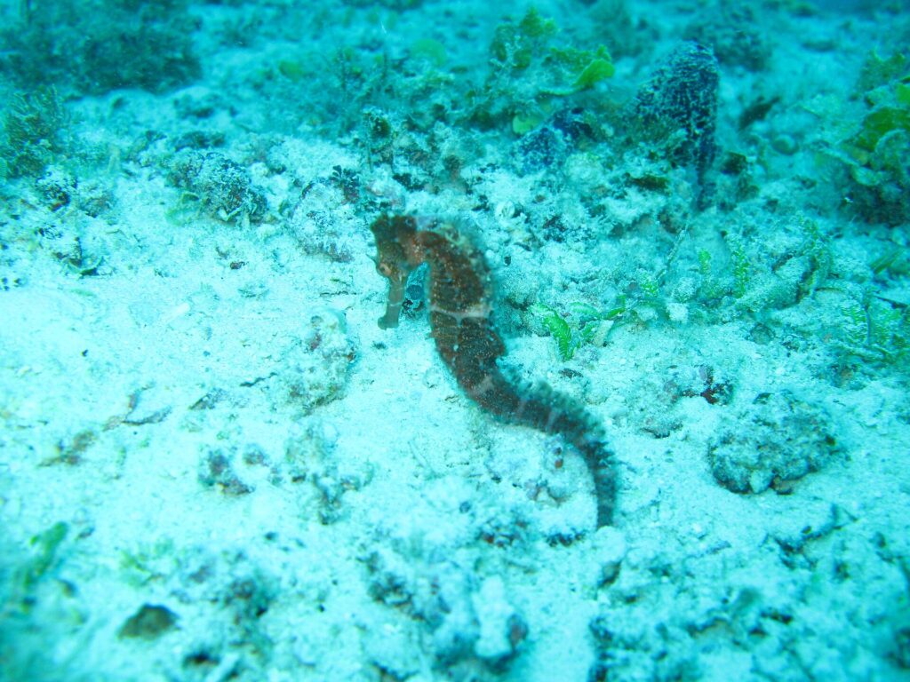 Ein braunes Seepferdchen, festgeklammert auf einem Grund aus Sand und Korallenbruch, in türkisem Wasser