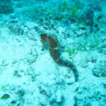 Ein braunes Seepferdchen, festgeklammert auf einem Grund aus Sand und Korallenbruch, in türkisem Wasser