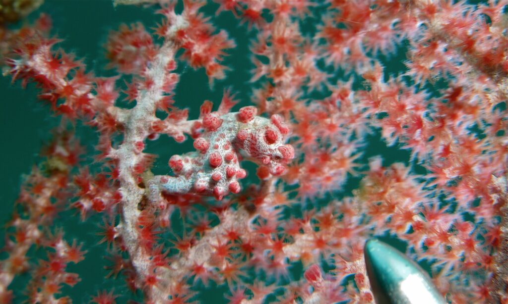 Ein grauweißes Zwergseepferdchen mit rosaroten Höckern, den Schwanz um einen Gorgonienzweig mit roten Polypen gewickelt, dessen Farben es nachahmt, unten rechts die Metallspitze eines Zeigestabs.