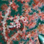 Ein grauweißes Zwergseepferdchen mit rosaroten Höckern, den Schwanz um einen Gorgonienzweig mit roten Polypen gewickelt, dessen Farben es nachahmt, unten rechts die Metallspitze eines Zeigestabs.