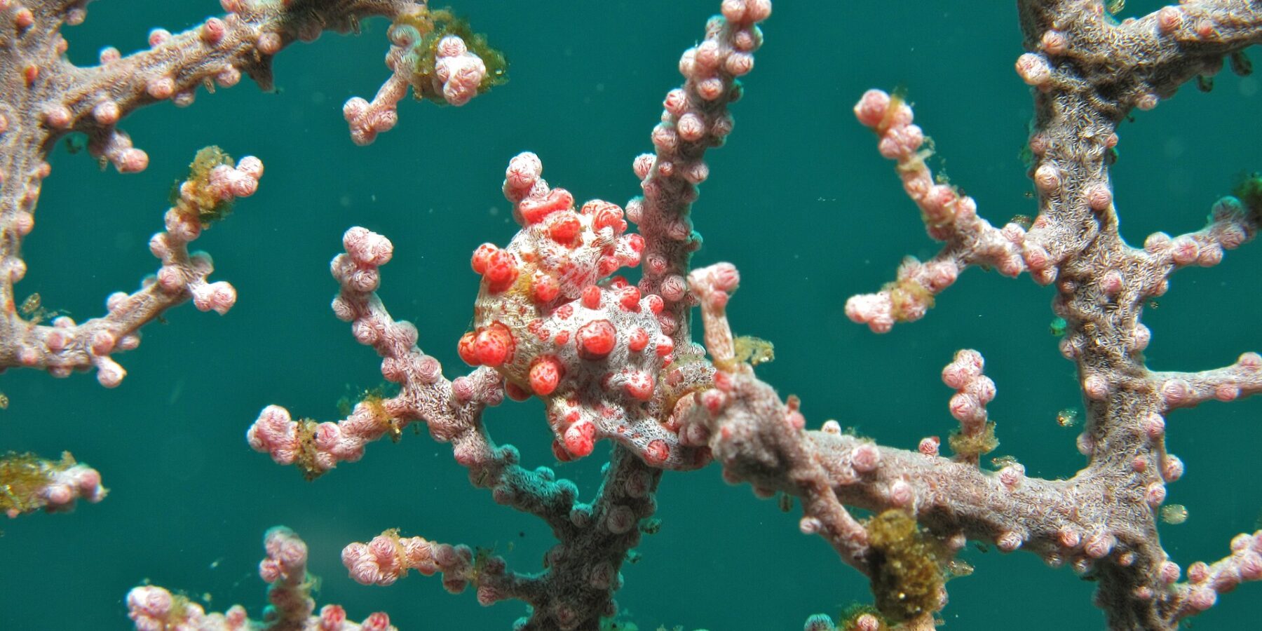 Ein Zwergseepferdchen, um einen rosa Gorgonienast gewickelt, der weiße Körper mit leuchtend roten Tuberkeln bedeckt, die zu den Polypen passen, vor smaragdgrünem Wasser.