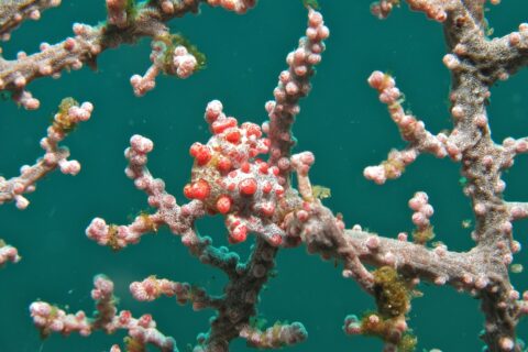 Ein Zwergseepferdchen, um einen rosa Gorgonienast gewickelt, der weiße Körper mit leuchtend roten Tuberkeln bedeckt, die zu den Polypen passen, vor smaragdgrünem Wasser.