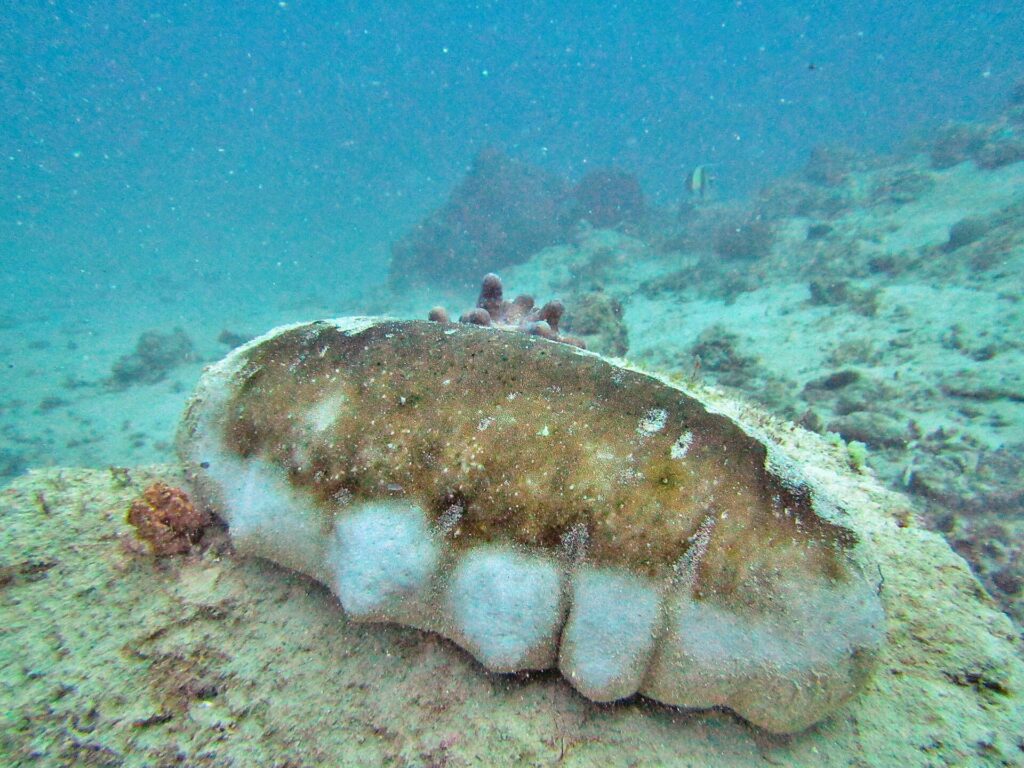 Eine große Zitzenseegurke, der Rücken braun und die Flanken weiß und höckerig, auf einem Grund aus Sand und Korallen, in leicht trübem, türkisfarbenem Wasser