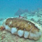 Eine große Zitzenseegurke, der Rücken braun und die Flanken weiß und höckerig, auf einem Grund aus Sand und Korallen, in leicht trübem, türkisfarbenem Wasser