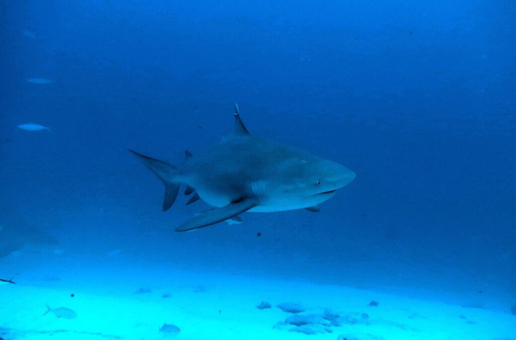Ein Bullenhai schräg von vorn, mit massigem Körper und kurzer Schnauze, in dunkelblauem Wasser über dem Sand, kleine Fische ringsum