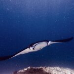 Ein Mantarochen mit ausgebreiteten Kopflappen und offenem Maul gleitet über einem Riff auf die Kamera zu, in grünem, planktonreichem Wasser am Manta Point