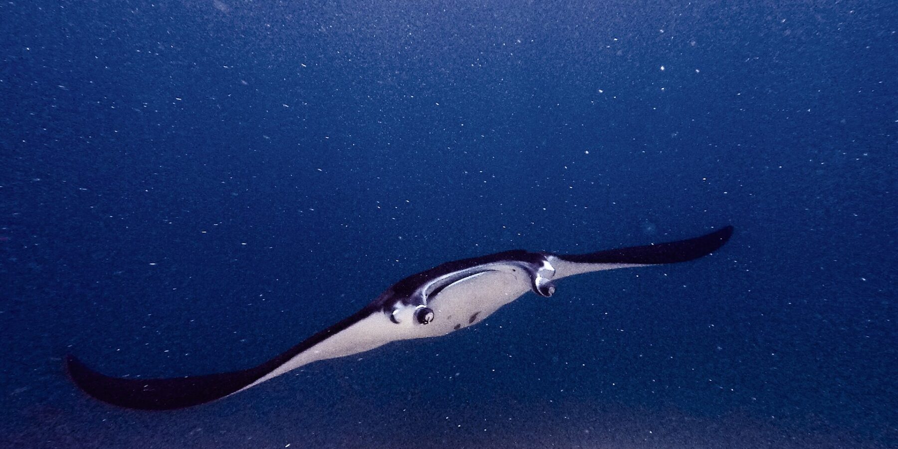 Ein Mantarochen mit ausgebreiteten Kopflappen und offenem Maul gleitet über einem Riff auf die Kamera zu, in grünem, planktonreichem Wasser am Manta Point