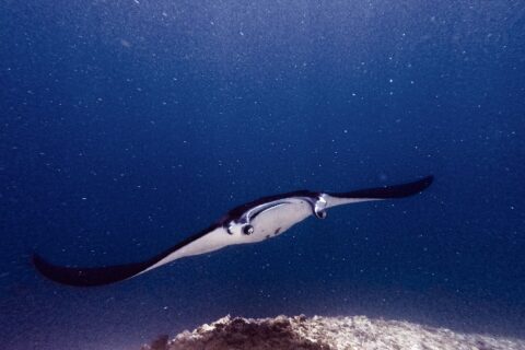 Ein Mantarochen mit ausgebreiteten Kopflappen und offenem Maul gleitet über einem Riff auf die Kamera zu, in grünem, planktonreichem Wasser am Manta Point