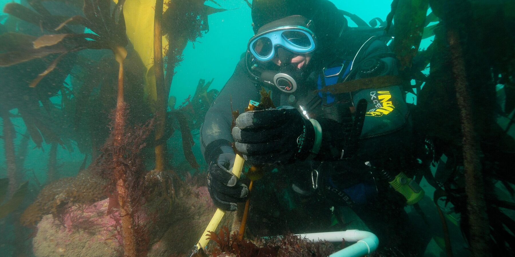 Ein Taucher mit gelb-schwarzer Kopfhaube und blauer Maske misst mit einem Lineal den Stiel einer Laminarie, in einem weißen Rohrrahmen auf einem Felsen mit rosa Algen, mitten in einem Wald großer Laminarien in grünem Wasser.
