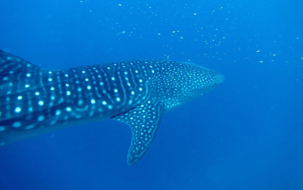 Ein Walhai schräg von hinten, mit gestreiftem, weiß geflecktem Rücken, in tiefem Blau voller Plankton