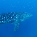 Ein Walhai schräg von hinten, mit gestreiftem, weiß geflecktem Rücken, in tiefem Blau voller Plankton
