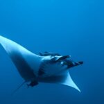 Ein Riesenmanta von unten und von der Seite im Blauwasser, weißer Bauch, entrollte Kopfflossen, ein Schiffshalter über dem Kopf und ein kleiner dunkler Fisch unter dem Schwanz