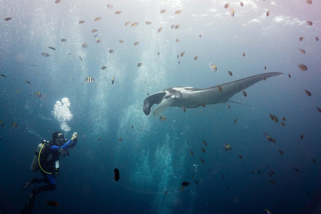 Ein grauer Riesenmanta mit weißen Schultern und entrollten Kopflappen schwimmt auf einen Taucher zu, der ihn links fotografiert, inmitten einer Wolke gestreifter Sergeanten und kleiner brauner Fische unter einer hellen Wasseroberfläche.