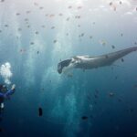Ein grauer Riesenmanta mit weißen Schultern und entrollten Kopflappen schwimmt auf einen Taucher zu, der ihn links fotografiert, inmitten einer Wolke gestreifter Sergeanten und kleiner brauner Fische unter einer hellen Wasseroberfläche.