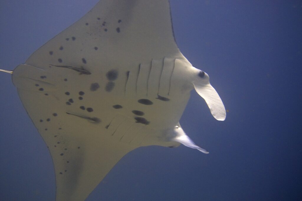 Der weiße, schwarz gefleckte Bauch eines Riffmantas von unten, mit zwei Schiffshaltern daran und entrollten Kopflappen, vor nachtblauem Hintergrund