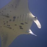 Der weiße, schwarz gefleckte Bauch eines Riffmantas von unten, mit zwei Schiffshaltern daran und entrollten Kopflappen, vor nachtblauem Hintergrund
