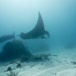 Zwei Riffmantas gleiten über einen Korallenblock und Sandgrund, eine Flosse zur Oberfläche gereckt, in milchigem Wasser