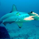 Ein Bogenstirn-Hammerhai zieht über einen Grund aus Sand und Fels, ein gelb-schwarzer Barberfisch an seiner Flanke, zwei weitere Hammerhaie dahinter